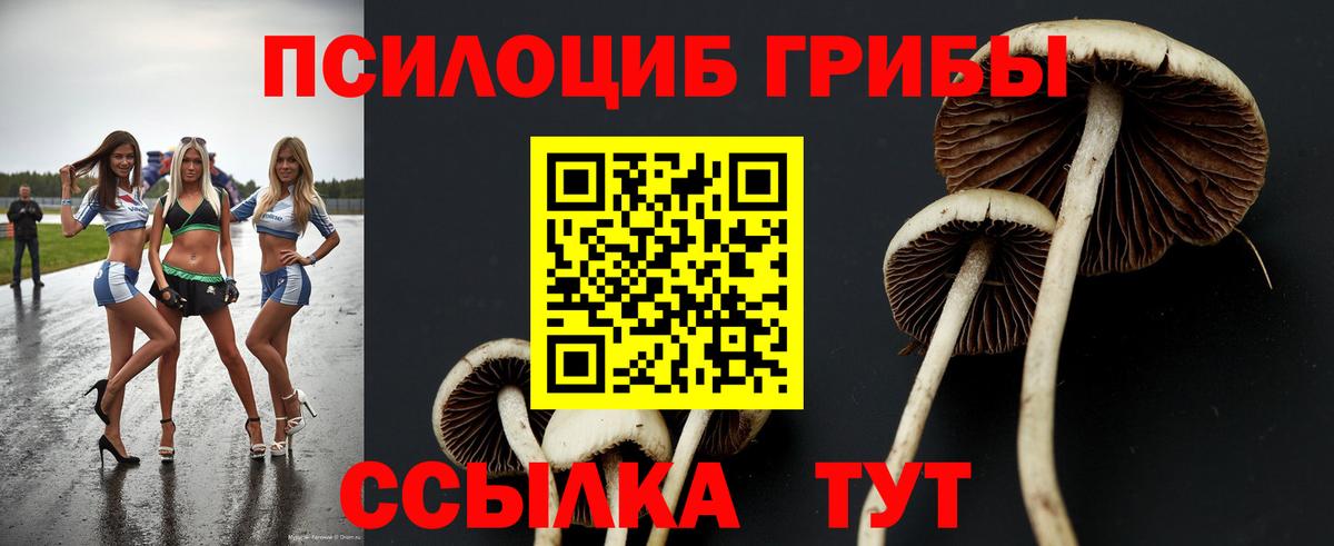 Псилоцибиновые грибы Psilocybe  Вход с VPN  Сокол 